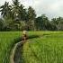 CEWEK CANTIK MAIN DI GUBUG SAWAH Cara Trik Strategi