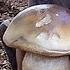 15 Ottobre Funghi Porcini Sorprendenti удивительные белые грибы Boletus Porcini Funghiporcini