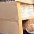 Cat Trap 5 Easy DIY Cat Traps Using Cardboard Box