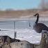 EPIC Solo Goose Hunt On ICE Limited Out Goose Hunting 2022