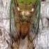 Cicada On Tree Making Its Distinctive Sound