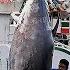 990 Lbs Monster Amazing Skills Giant Bluefin Tuna Cutting Master 巨大黑鮪魚切割大師