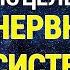 Настрой Сытина для Нервной системы Здоровье и Долголетие Версия с музыкой