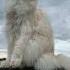 Real Maine Coon Cat Sizes Mainecoon Cat Cutecat