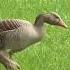 Goose Sounds Geese Graze