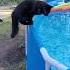 Startled Kitty Falls Into Pool ViralHog