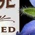 How To Grow Borage From Seed Complete Step By Step Guide