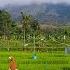 KECAPI SULING SUNDA DALAM PANORAMA ALAM MENAKJUBKAN MENEMANI PARA PETANI BERAKTIVITAS DI SAWAH