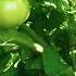 The Beautiful Of Rural Life Shortvideo Chili Tomato Rural Farmlife Farming Shortvideo Shorts