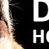 DOGS HOWLING To Make Your Dog Howl HD Sound Effect