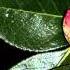 Slide Show De Flores Camelias Jamie O Neal All By Myself HD