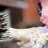 New Zealand Sheep Shearing Demonstration From Start To Finish