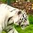 Cute Tiger Funny Tiger Sound Wild Animals Shorts Wildlife Tiger