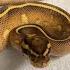 FAVORITE HURRICANE BALL PYTHON COMBOS Nov 13 2020