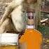 Alcohol Alcohollover Cheers Liquor Whiskey Monkey Fun Funreels Pets