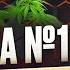 MISTAKE 10 THE WHOLE TRUTH ABOUT MARIJUANA What Is Hidden From You And What You DO NOT KNOW