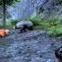 Far Cry 4 Tiger Vs Bear Showdown