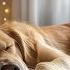 Calm Music To Relieve Anxiety In Dogs 12 Hours For Comfortable Sleep 2