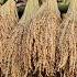 Rural Girl And Her Sisters Harvest Upland Rice