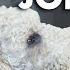 Owner Loses Job Over Out Of Control Dog In The Office It S Me Or The Dog