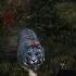 Skinning Rare White Tiger For Chiffon Playing Far Cry 4 After 8 Years In Hard Mode Part 20