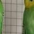 Happy Budgie Sounds