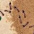 Make Your Yard ANT FREE FOREVER In 3 Easy Steps