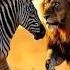 Unbelievable Animal Hybrids Astonishing Fusions Zebra Lion Giraffe Crane Cheetah Rhino Shorts