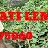 THAI RED PATI LEMON PLANT FROM RAIN PLANT NURSERY