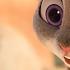 Zootopia Movie CLIP Popsicle 2016 Ginnifer Goodwin Movie