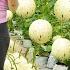 Harvesting Milk Melon Goes To The Market Sell Grow Clean Vegetable Tiểu Vân Daily Life