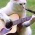 Кот Музыкант Cat Pets Musicians