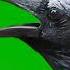 Crow Green Screen Effect Videoediting Greenscreen Vfxeffects Chromakey Kinemasterediting Vfx