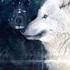 When The Black Wolf Meets The White Wolf Even The Snow Stops To Admire Their Bond WolfLove Sub