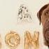 Robin Thicke Blurred Lines Furred Lines PET PARODY