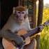 Monkey Playing Guitar Shorts Music Monkey Guitar Funny Ytshortsvideo