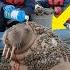 A Walrus Injured By Barnacles Was Successfully Rescued By A Female Rescuer