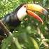 Toucan Bird Sound