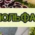 Мольфар свіжий легкий літній пляцок