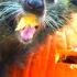 BINTURONG The Ruthless Pumpkin Ripper And Cake Devourer Binturong Vs Durian