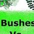 Shrubs Vs Bushes Their Differences Kidz Learn Applications