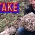 Mushroom Foraging For Hundreds Of Pounds Of Hen Of The Woods Maitake