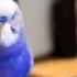 R2D2 Budgie