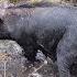 Hunting FERAL HOGS With Dogs Wild Boar Drives