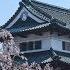 青森弘前城 桜 Aomori Hirosaki Castle Sakura