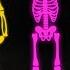 Midnight Magic Five Skeletons Halloween Song Spooky Scary Skeleton Songs Teehee Town