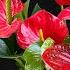 Just Pour It Once Suddenly The Weak Anthurium Blooms Like An Arrow