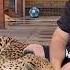 Cheetah Gerda And A Strange Man How Did Affectionate Gerda Meet Dima From Tiger House