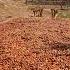 Drying Cocoa Beans To Produce Chocolate Shorts Cocoa