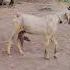 Amazing Goat Dance Farming Shorts Weej LR Viral Dude